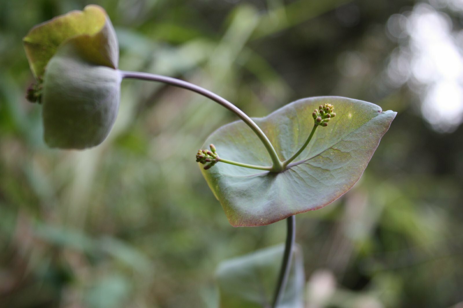 High Resolution Lonicera hispidula Leaf